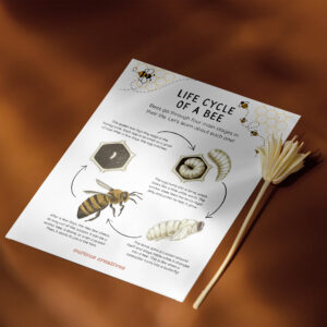 Bee Life Cycle Card